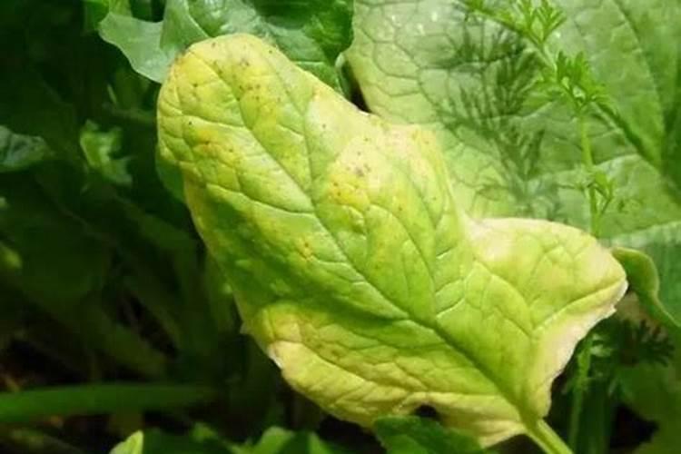 水培植物叶子发黄没劲生长,用什么肥料最好？
