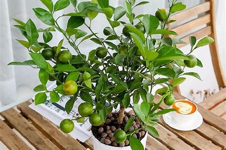 黄芩用什么除草剂？