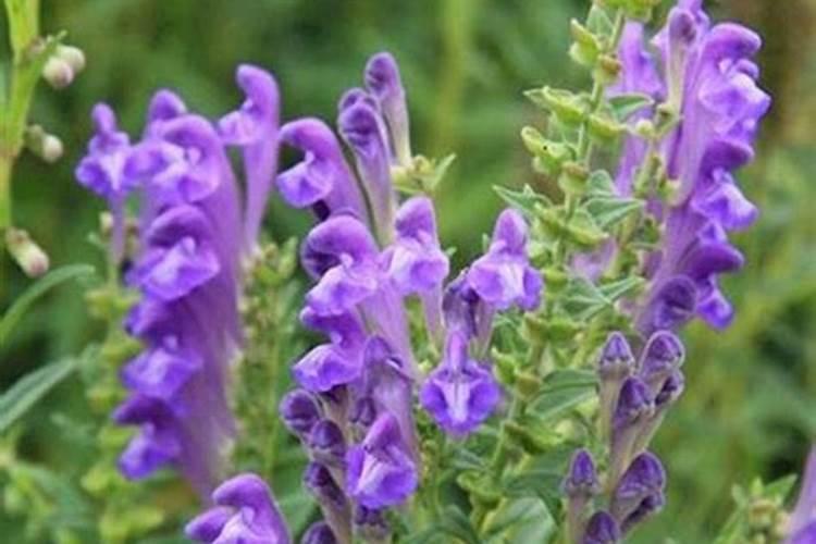 黄芩用什么除草剂