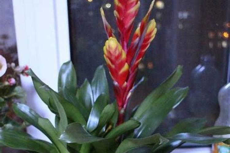 紫花凤梨开过花怎么养