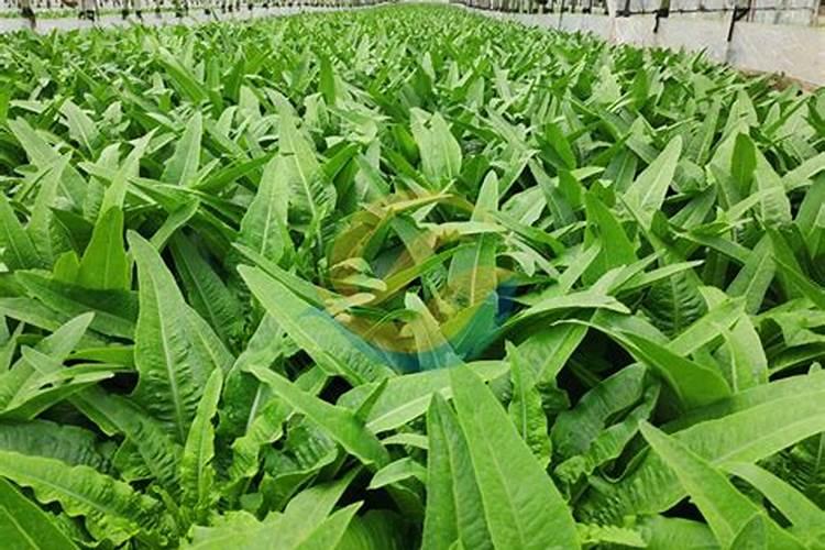 种菜的土壤盐渍化严重,如何才能有效解决？