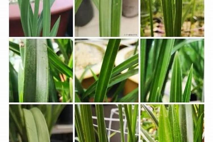 如何判断兰花是否缺水缺肥如何补水补肥？