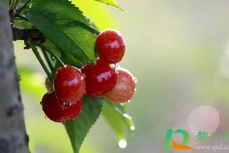 樱桃怎么打膨大素