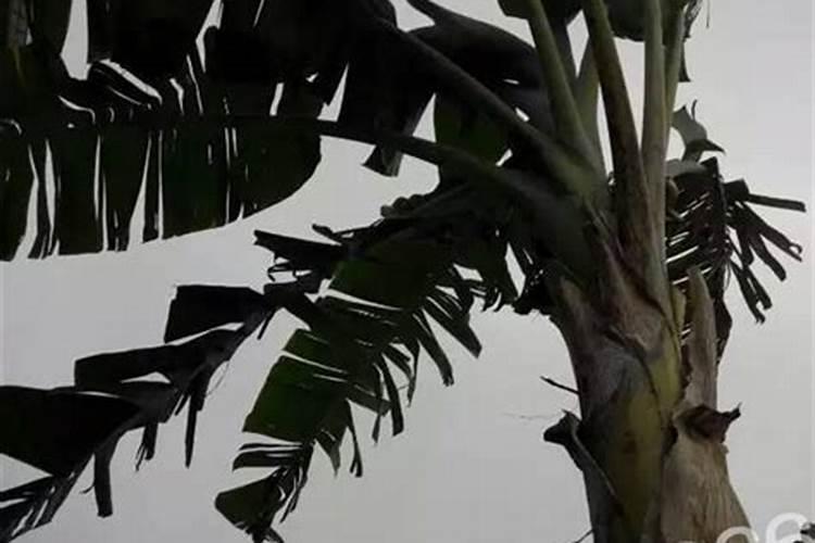 菠萝的种植方法 种植菠萝需要知道的