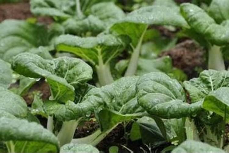 香蕉树,沙柳分别长在什么地方