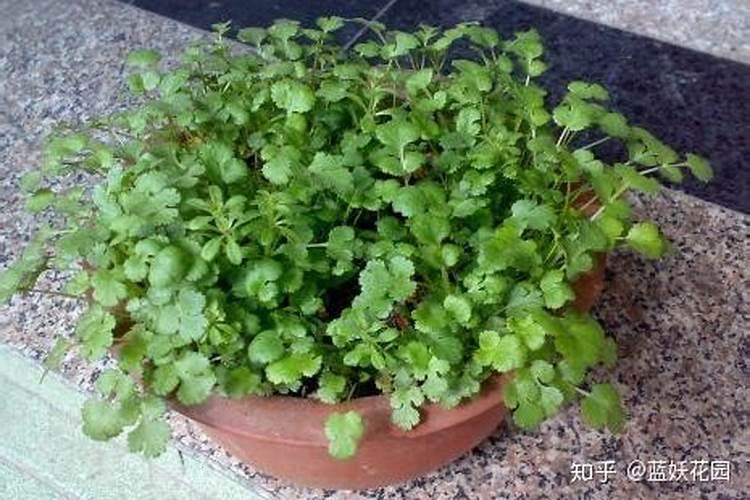 菠萝的种植方法 种植菠萝需要知道的