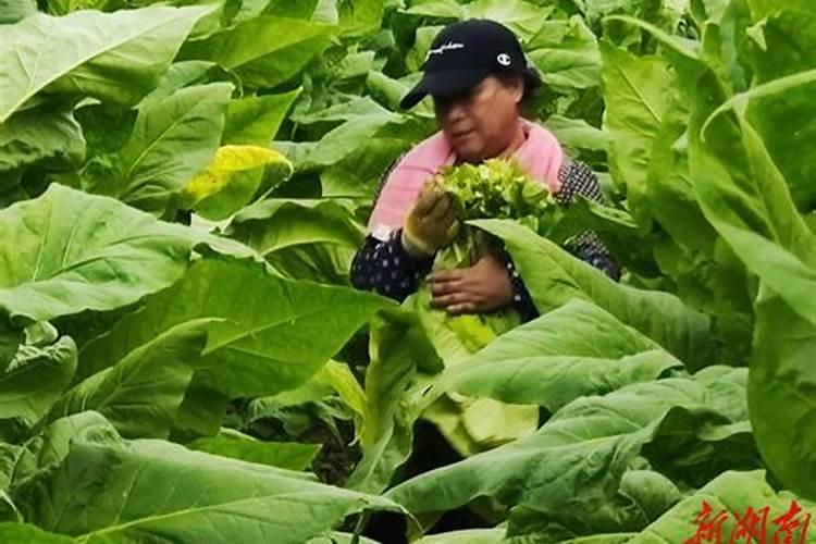 烤烟有哪些种植方法呢？
