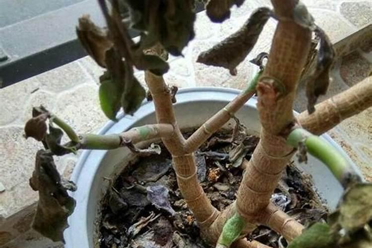 桂花施肥应注意