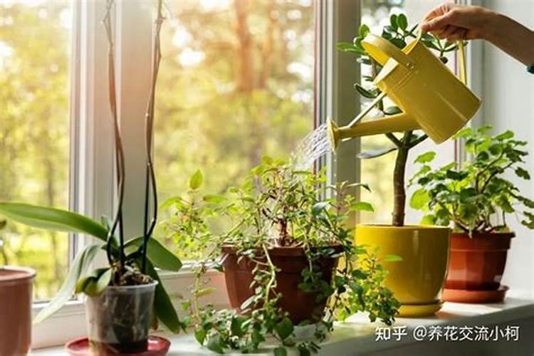 植物冬天可以施肥吗 需要注意什么