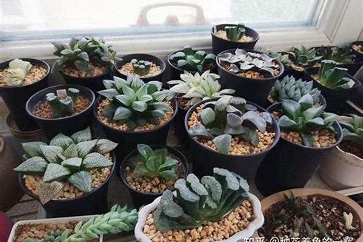 植物冬天可以施肥吗