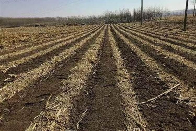 为什么法国、比利时黑豆种植面积非常少？