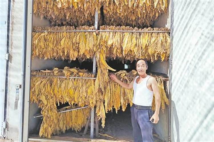 烤烟种植技术与方法