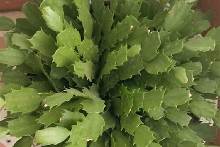 蟹爪兰花蕾期施肥吗