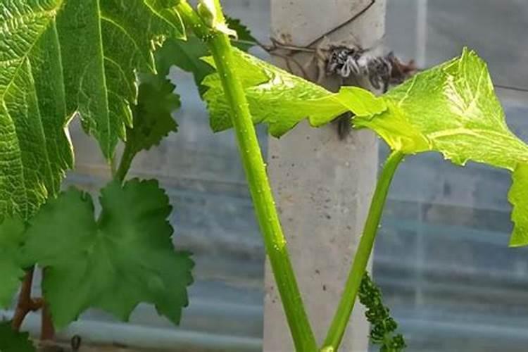 磷在水产养殖有很重要作用,那养殖户如何合理补磷呢？