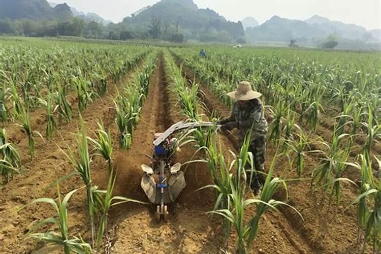 黑绿壮叶面肥内的有效成分究竟是什么