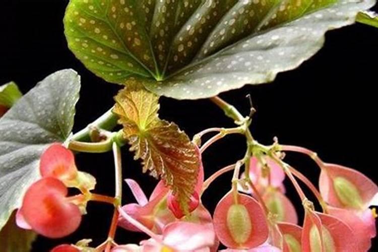 竹节秋海棠度夏养护管理措施