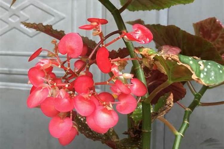 竹节秋海棠怎么多开花