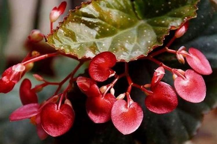 竹节秋海棠花的养殖方法和注意事项
