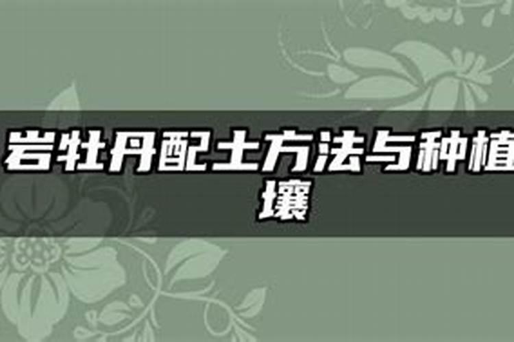 岩牡丹的养护方法