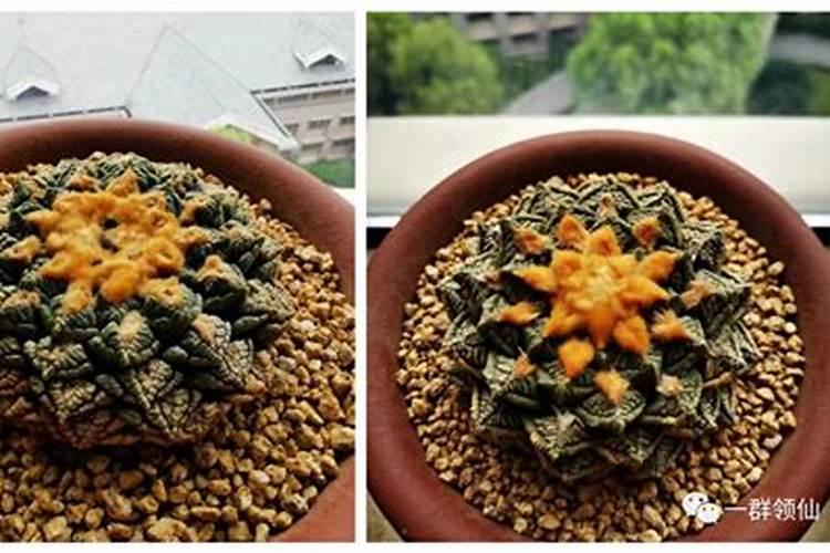 岩牡丹落地发根的条件