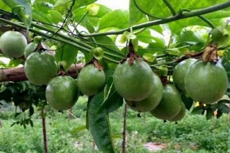 百香果花期要施什么肥才能结果？