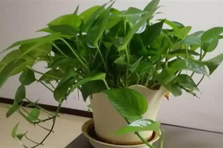 绿萝施氮肥多少比例