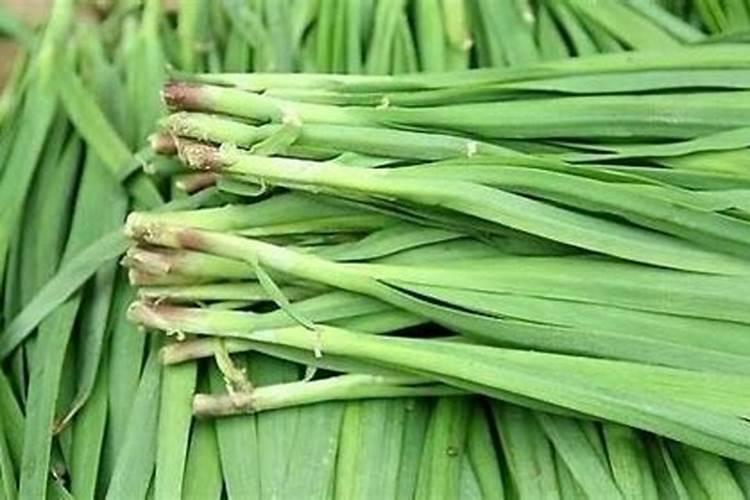 大棚韭菜二刀冲啥肥料长的快,也还绿