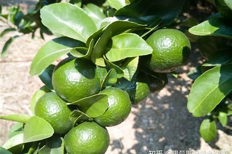 花木养护过程中的救治方法