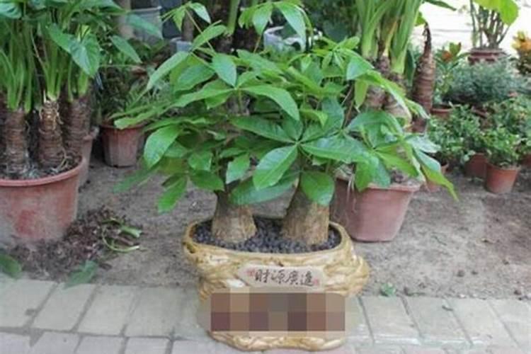 年桔的种植技术是什么