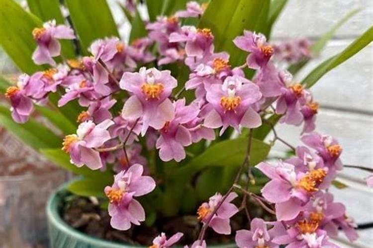 文心兰开花后怎么处理？