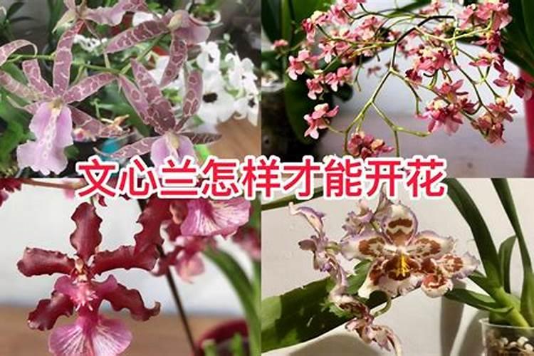 文心兰开花后怎么处理