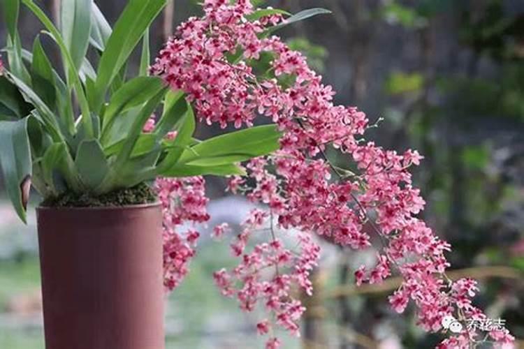 兰花什么时候施肥最好,兰花施肥用什么肥最好(氮磷钾肥)