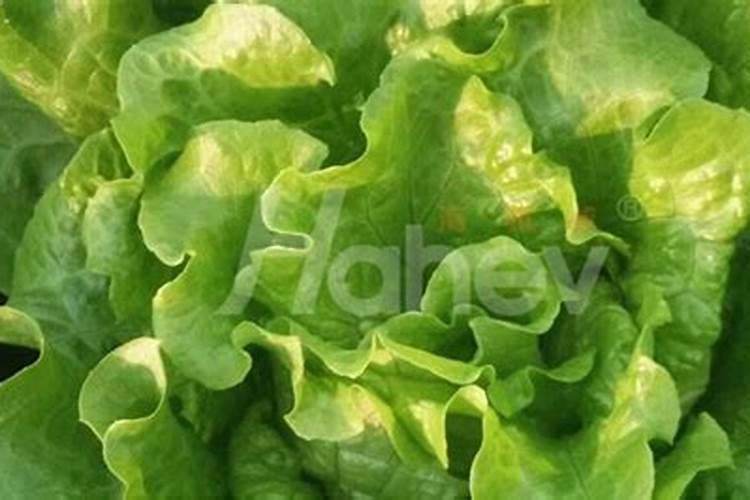 生菜叶片增厚用什么叶面肥