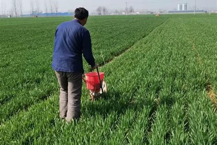 小麦施肥最佳时间 小麦施肥最好时间