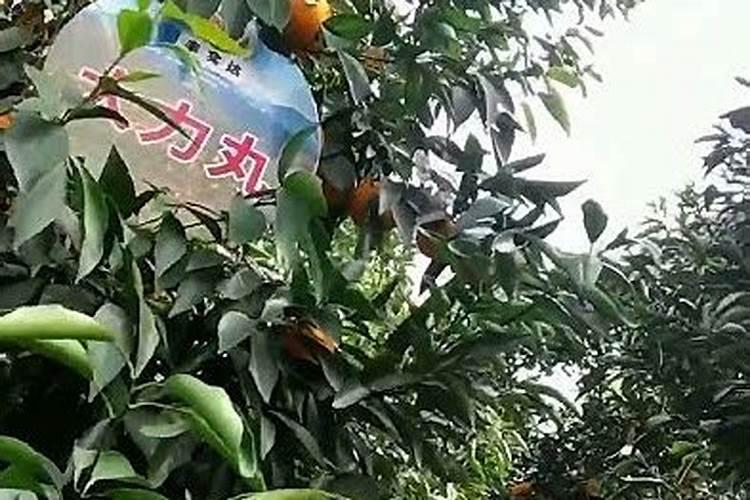 沃柑第三年挂果施肥方案 管理方法及技术