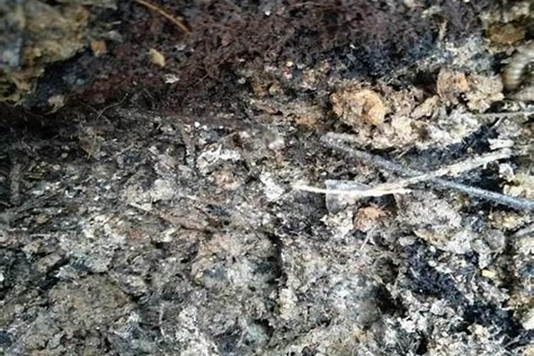 怎样用厨余堆肥不臭