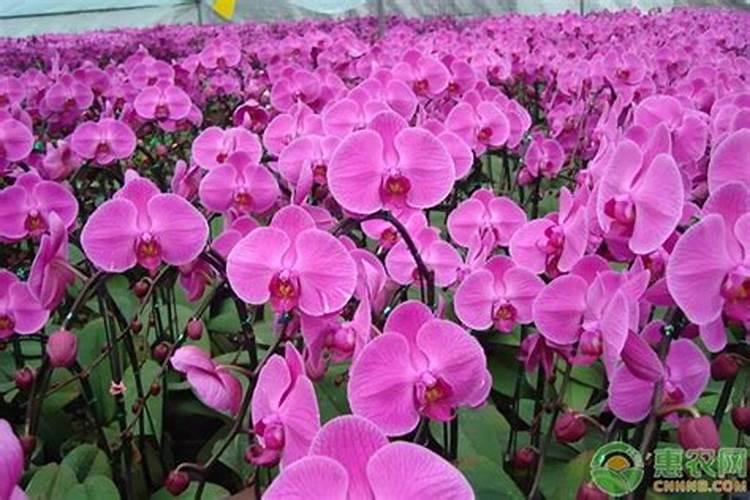 蝴蝶兰开花的时候可以施肥吗蝴蝶兰怎么施肥好