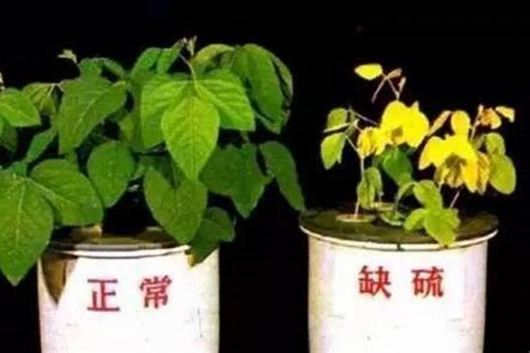 花卉缺少什么肥料如何进行判断