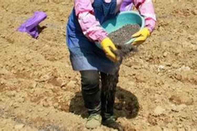 高钾水溶肥什么时候用,在地里几小时见效