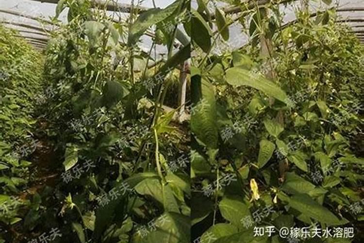 施用微量元素肥料的注意事项有哪些？