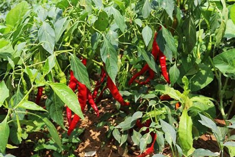 辣椒用什么肥料才能高产 种辣椒用什么肥料高产