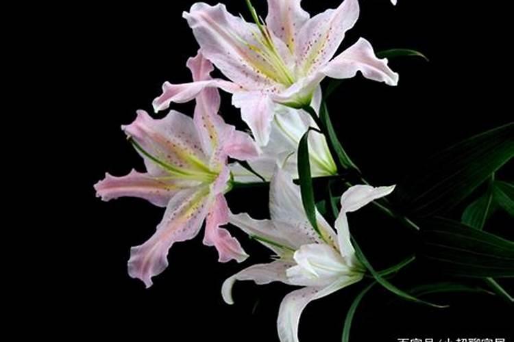 百合花什么时候施肥