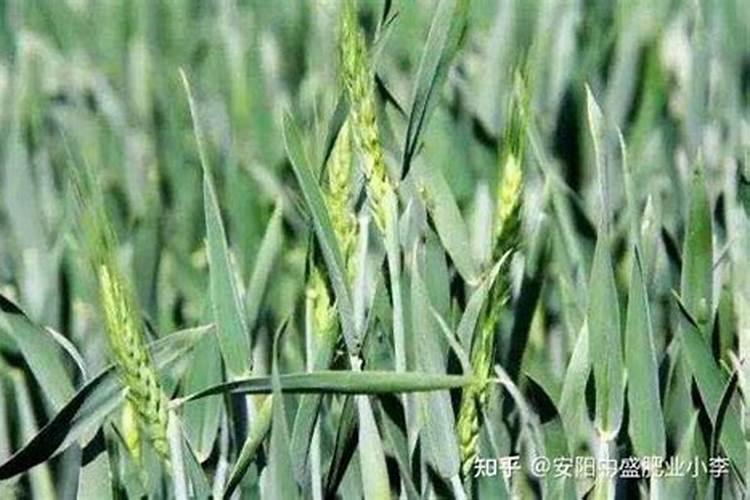 龙柏喷施什么肥好？
