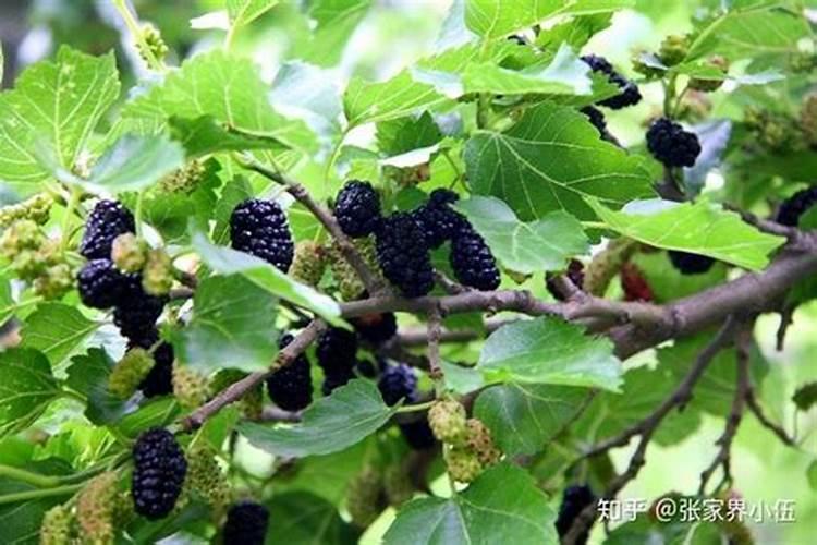 桑树苗怎么育苗 桑树怎么施肥好
