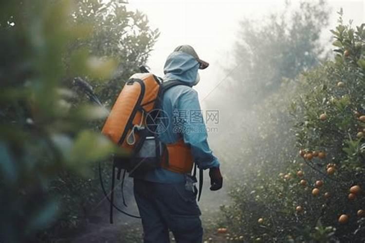 如何提高荔枝的产量 怎样提高荔枝的产量