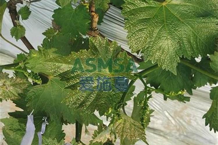 钾肥和磷肥能一起用吗 如何合理使用