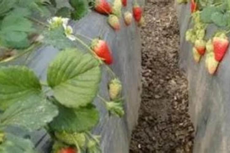 种草莓需要施什么肥料