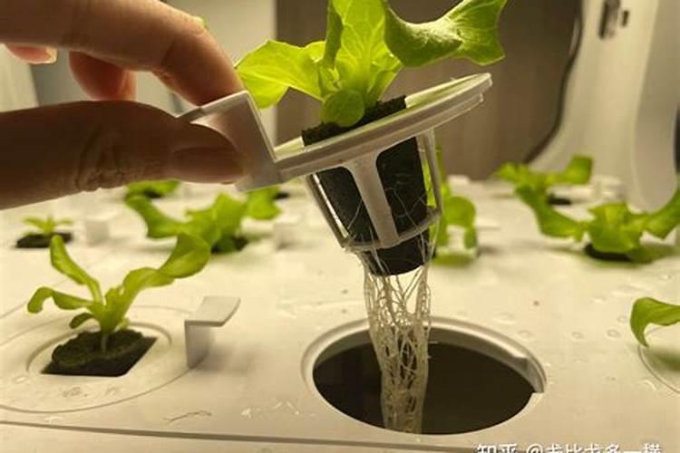在给蔬菜施肥时,都有哪些正确的施肥方法需要掌握？