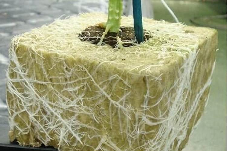 月季花可以用磷酸二氢钾肥吗(月季适合施什么肥料长得好)
