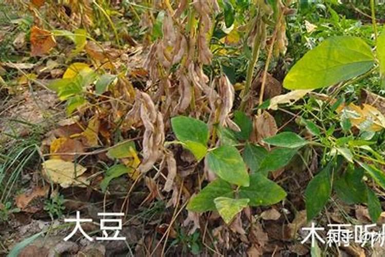 黄豆开花期需要施什么肥 什么时候施肥能高产